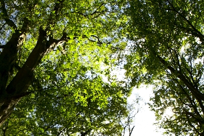 For The Love Of The Green